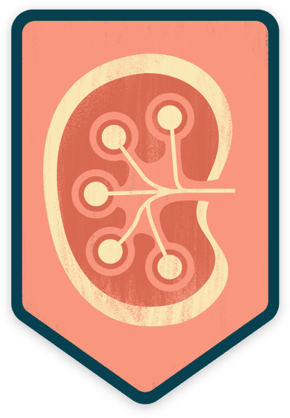 Cross section of a kidney, the human organ affected by IgA nephropathy